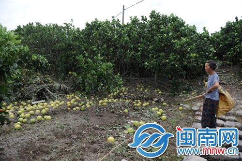 福鼎市一柚子種植場，眼看就要豐收的柚子被風(fēng)雨打落