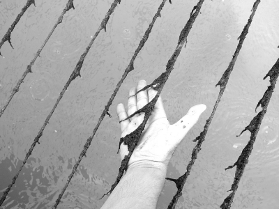 網(wǎng)繩上爛掉的紫菜。