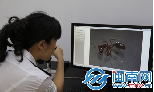 檢疫人員在實驗室對紅火蟻進行鑒定