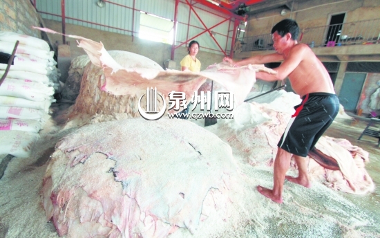 工人忙著壘豬皮