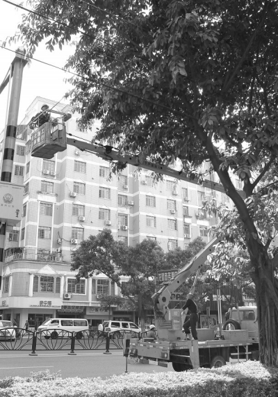 工人正在云梯上修剪樹木