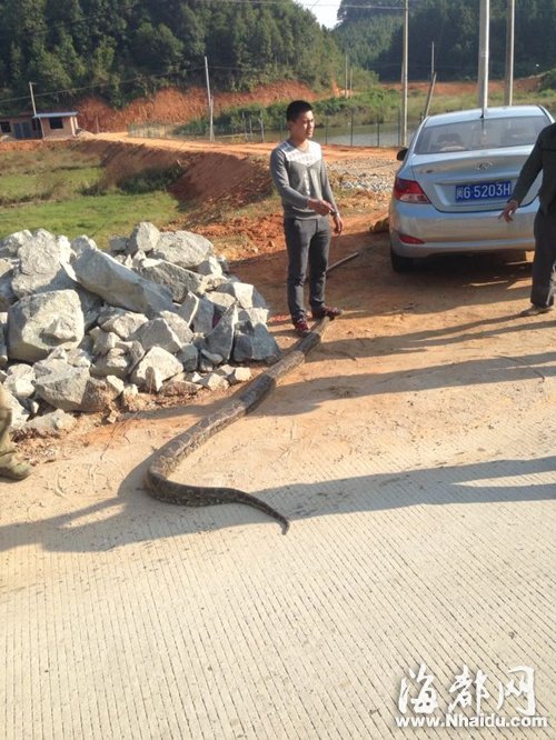 三明沙縣：三米多長(zhǎng)的大蟒蛇省道上曬太陽(yáng)