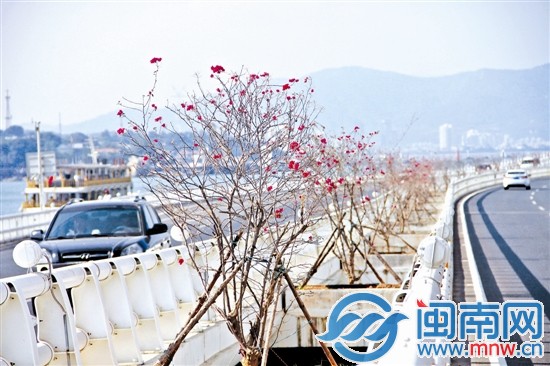 盛開的三角梅為演武大橋增色