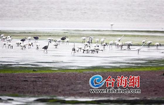 福建觀測(cè)到南遷黑臉琵鷺種群
