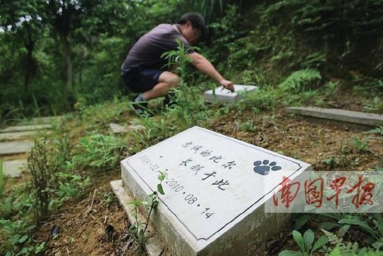 國(guó)內(nèi)一些城市已在嘗試建立“寵物公墓”