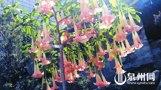 曼陀羅花十分漂亮，誤食卻會中毒。