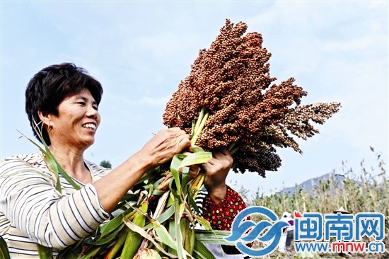 看著飽滿誘人的果實，收割的阿姨一臉喜悅