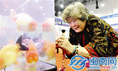 身價25萬的錦鯉亮相廈門