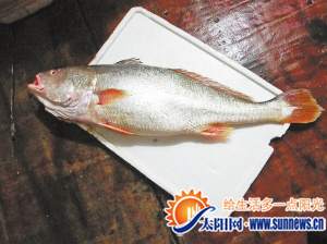 土豪魚
