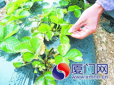 老周家的草莓葉子開始枯黃