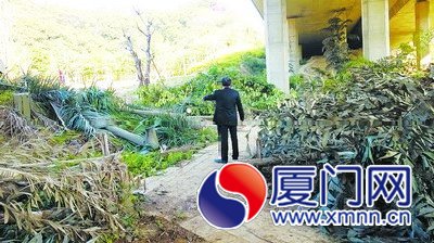 老黃看著被砍的樹林，心痛萬分