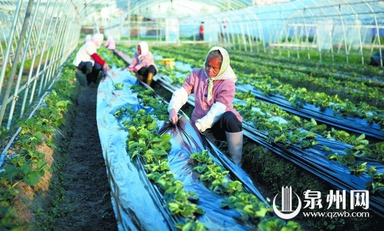 農(nóng)戶們正忙著給草莓苗“穿衣”