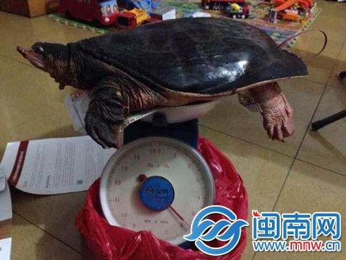 美國佛羅里達(dá)珍珠鱉重11