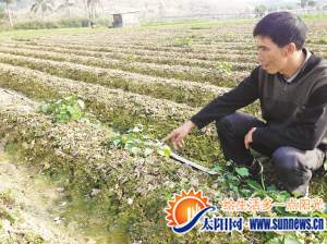 老周三畝草莓地里的草莓幾乎死光了