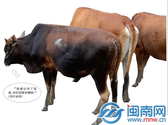 小黑牛DNA認(rèn)親