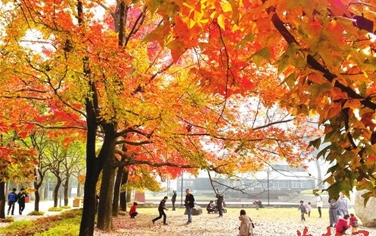 福大老校園片片楓葉情2