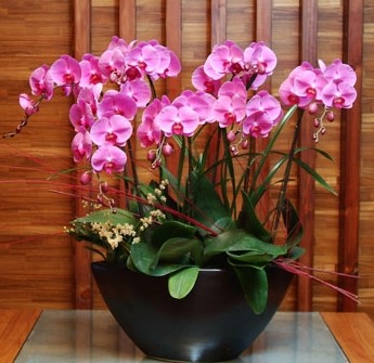 蝴蝶蘭盆栽