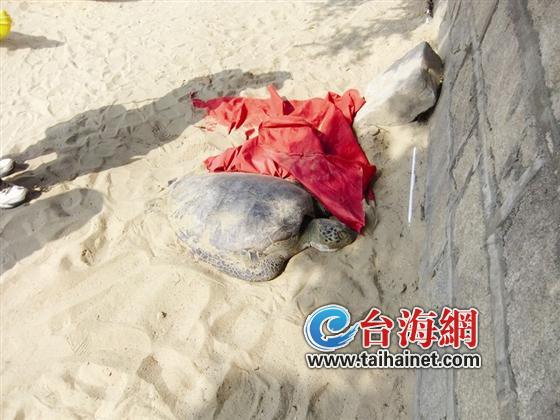 大海龜擱淺在白城沙灘