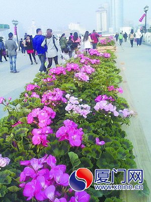 綠葉紅花迎新春