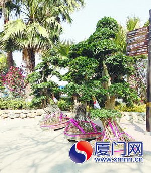 枝葉繁茂的榕樹盆栽