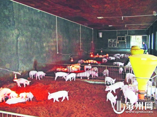 發(fā)酵床使豬的糞便、污水通過發(fā)酵有效分解