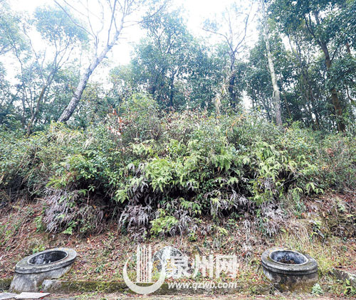 充滿傳奇色彩的“龍蝦眼”