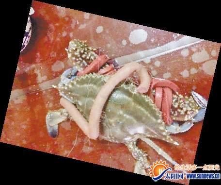 一只蟹綁了兩條粗皮筋