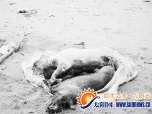 麻袋裝的兩只死豬已經(jīng)腐爛