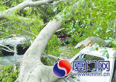 240多歲的榕樹在夜里轟然倒下