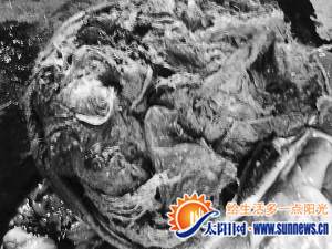 解剖后發(fā)現(xiàn)，黇鹿胃里殘留大量塑料袋