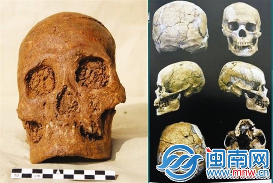 南山發(fā)現(xiàn)的頭骨（左）與澎湖亮島1號(hào)男性頭骨（右）