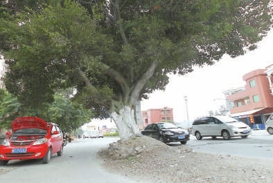 占道榕樹影響視線