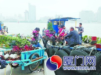 到鼓浪嶼“社區(qū)園圃”認(rèn)養(yǎng)種植