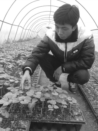 陳坤坤正在察看蔬菜生長情況