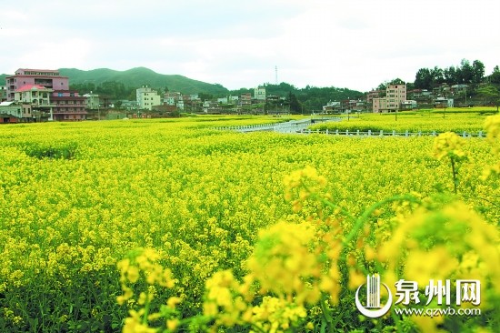 虹山鄉(xiāng)百畝油菜花競(jìng)相開放