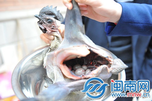 公雞腹內(nèi)有六枚蛋，專家說(shuō)這是罕見(jiàn)的陰陽(yáng)雞