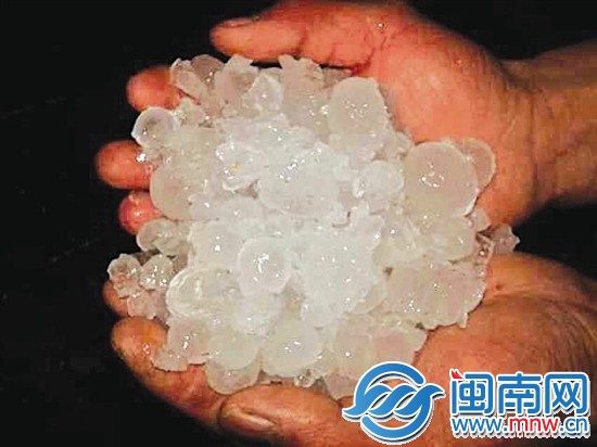 福鼎前岐鎮(zhèn)降下冰雹，大的如鵪鶉蛋大小