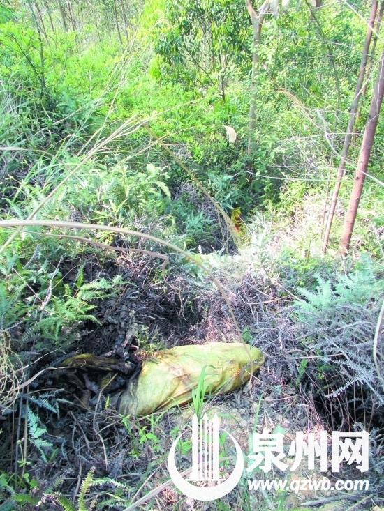 樹叢中零星堆著裝有死豬的編織袋
