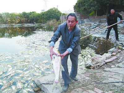 死魚最大的有七八斤重，已經(jīng)發(fā)臭。