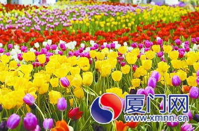 園博苑去年春節(jié)期間展出的郁金香，深得市民喜愛