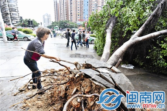 福州一大樹被刮倒