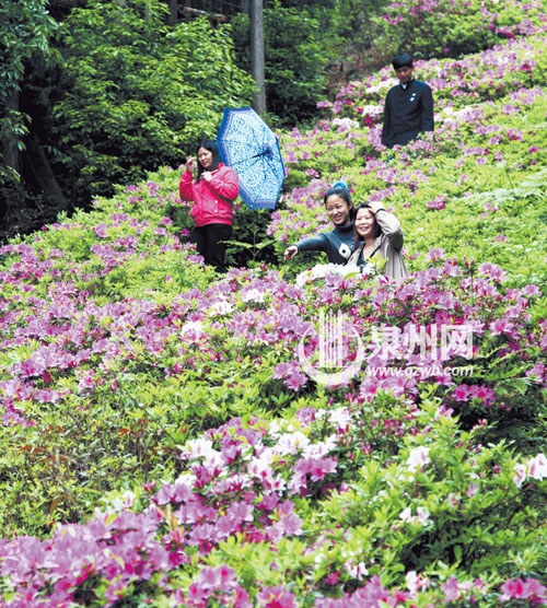 洛江仙公山風景區(qū)內(nèi)，杜鵑花漫山遍野，紅的似火，白