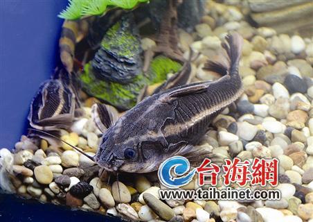 熱帶魚1