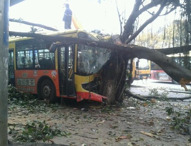 交車連撞燈桿和大樹(shù)