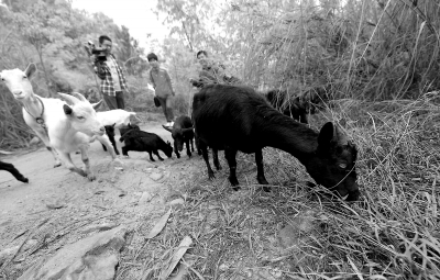 如今，占歲群（右一）已經養(yǎng)了10多頭山羊。