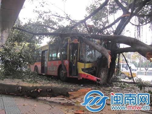959路公交車沖上人行道撞上大樹后才停下，樹枝都被