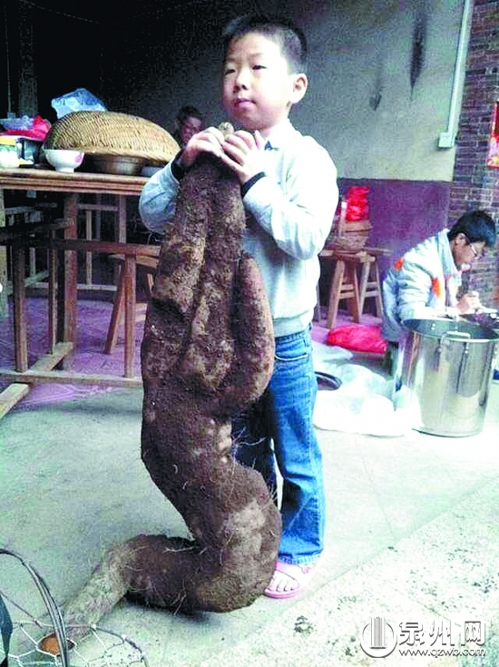 山藥接近一名七八歲小孩的高度