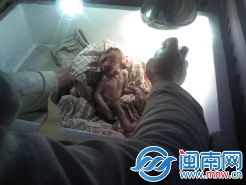 小猴子在保溫箱里接受治療