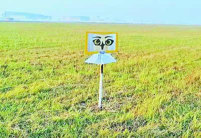 立在草坪上的猛禽圖像