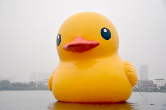 大黃鴨全身照